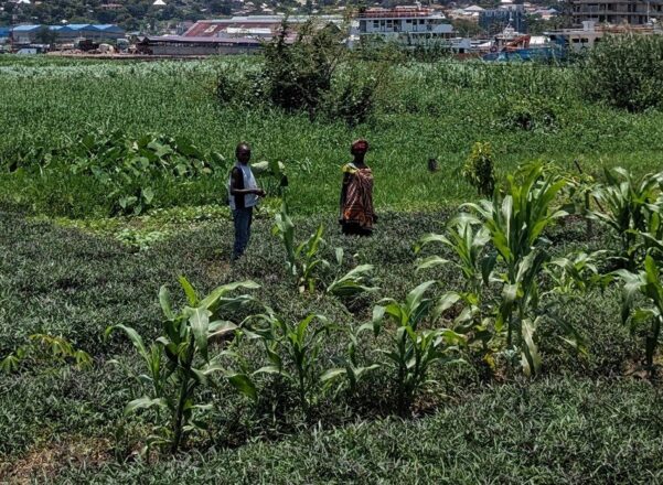 Bibi and Adin working in a field.